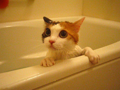 猫咪洗澡.jpg
