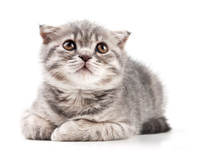 1450503984804359.jpg 猫咪.jpg