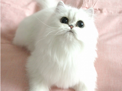 波斯猫咪.png
