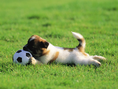 animal_mx069_pretty_puppies_puppy_garden_adventure_15239_18.jpg