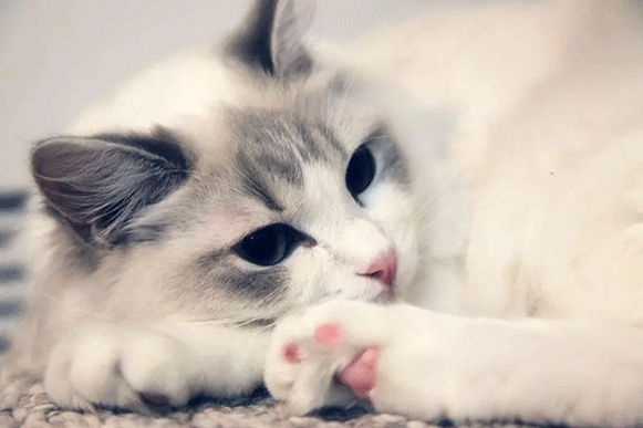 1513839805204757.gif fgdhrtf.gif